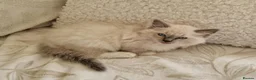 Ragdoll cats for sale: Adorable Ragdoll Kittens Looking For A New Home - Advert 18