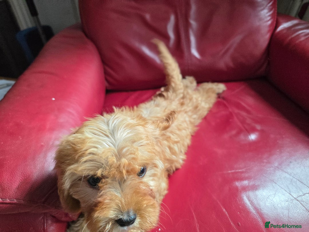 Cavapoo dogs for sale: Red f1 cavapoos  in Knutsford - Image 4