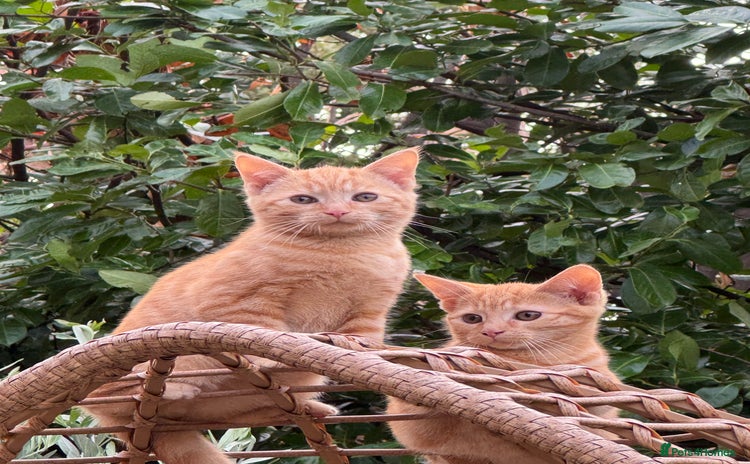 Mixed Breed cats - Advert 16