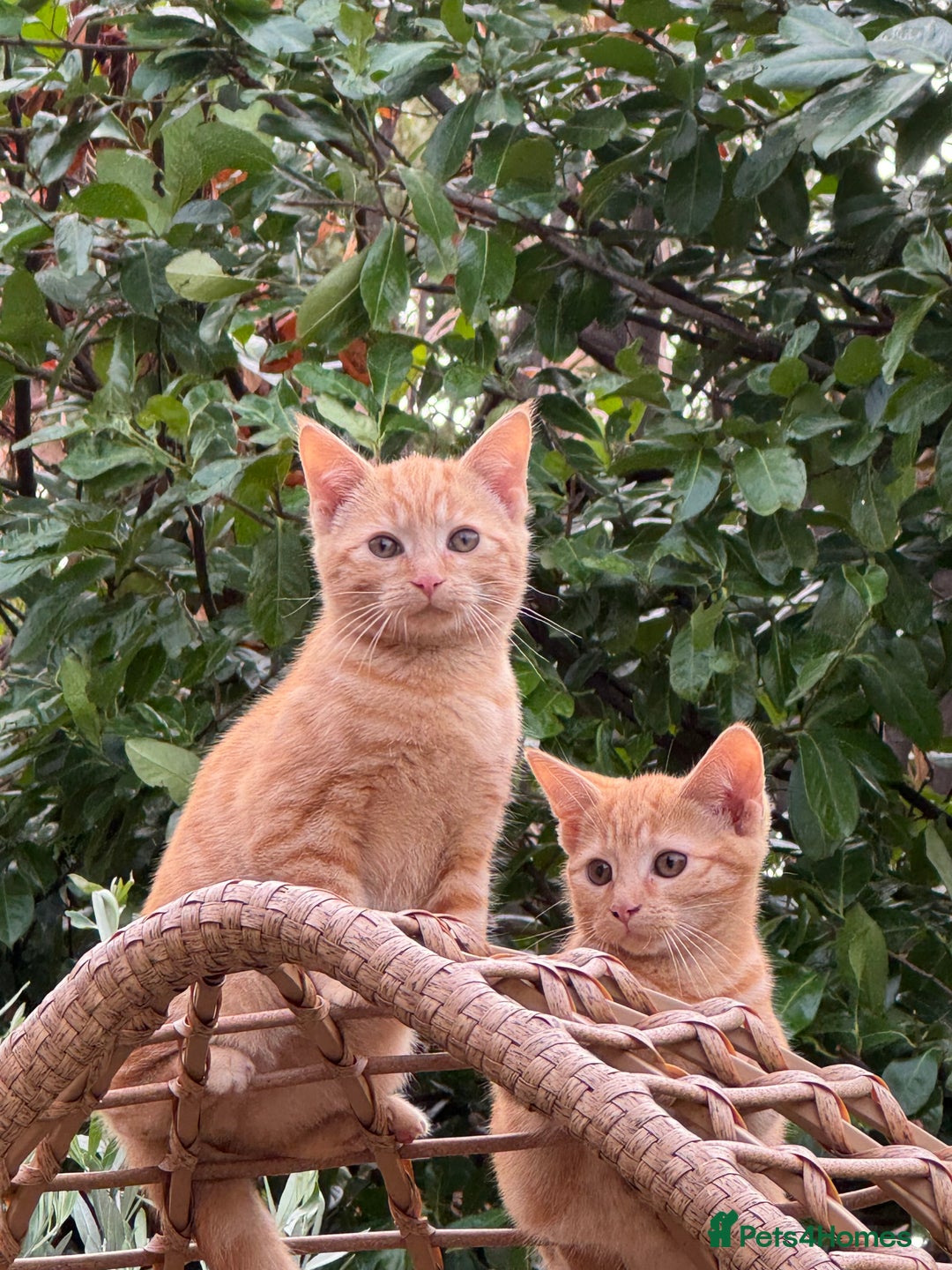 Mixed Breed cats for sale: Little boy Kitten - Image 1