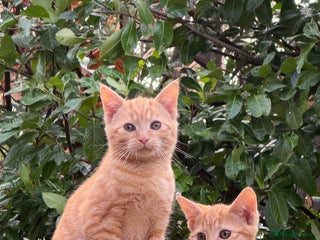 Mixed Breed cats - Advert 27