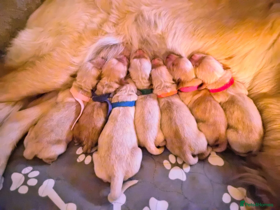 Golden Retriever dogs for sale: Golden Retriever puppies - Advert 1