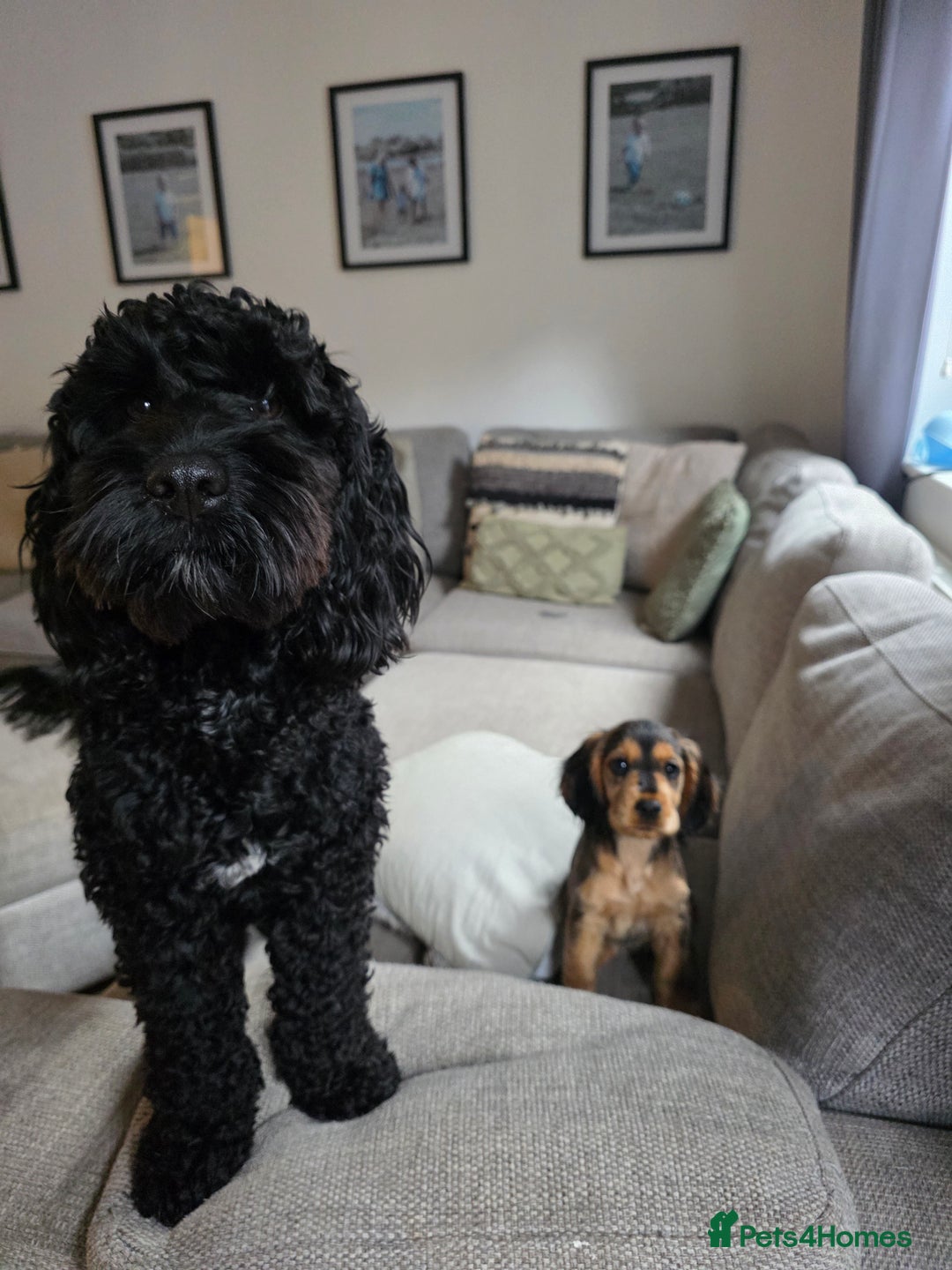Cockapoo dogs for sale: Cockapoo+Show Cocker for REHOME - Advert 3