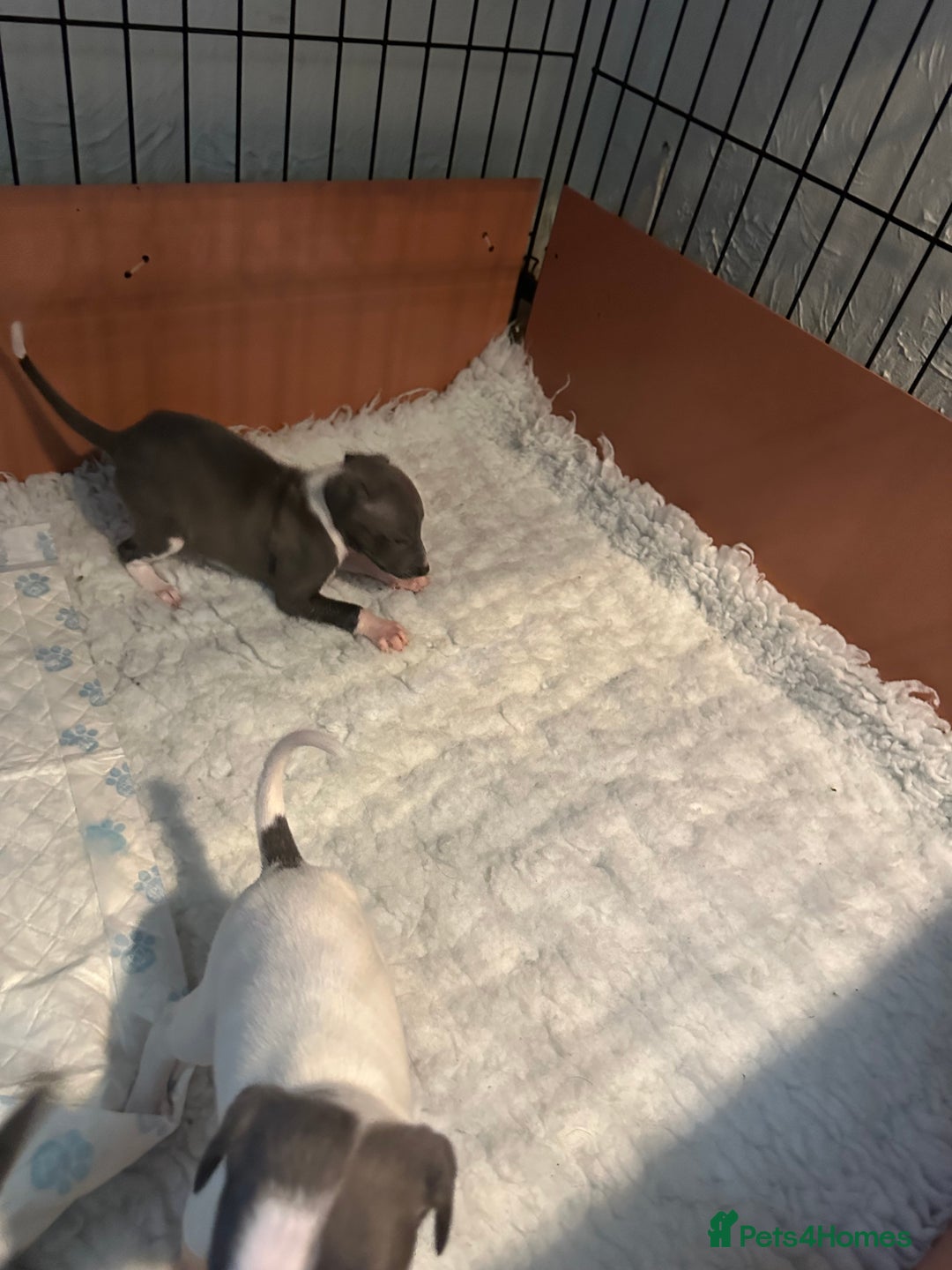 Mixed Breed dogs for sale: Whippet x Italian Greyhound Pups - Advert 20