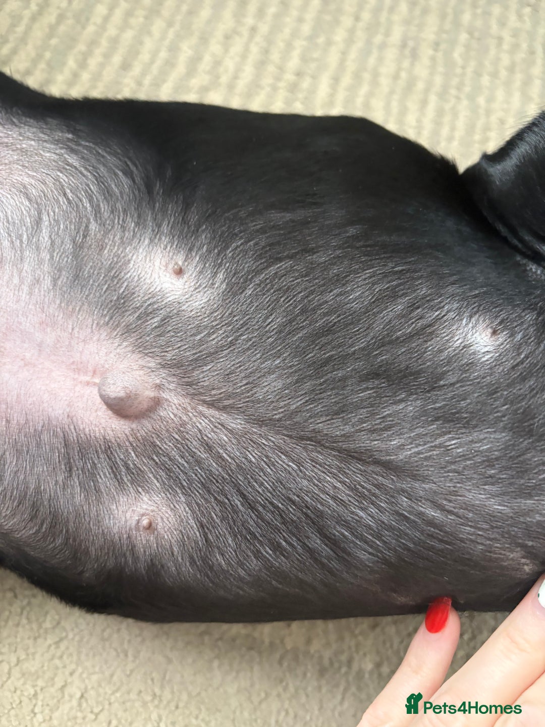 Labrador Retriever dogs for sale: 13 week old Labrador puppy  - Advert 8