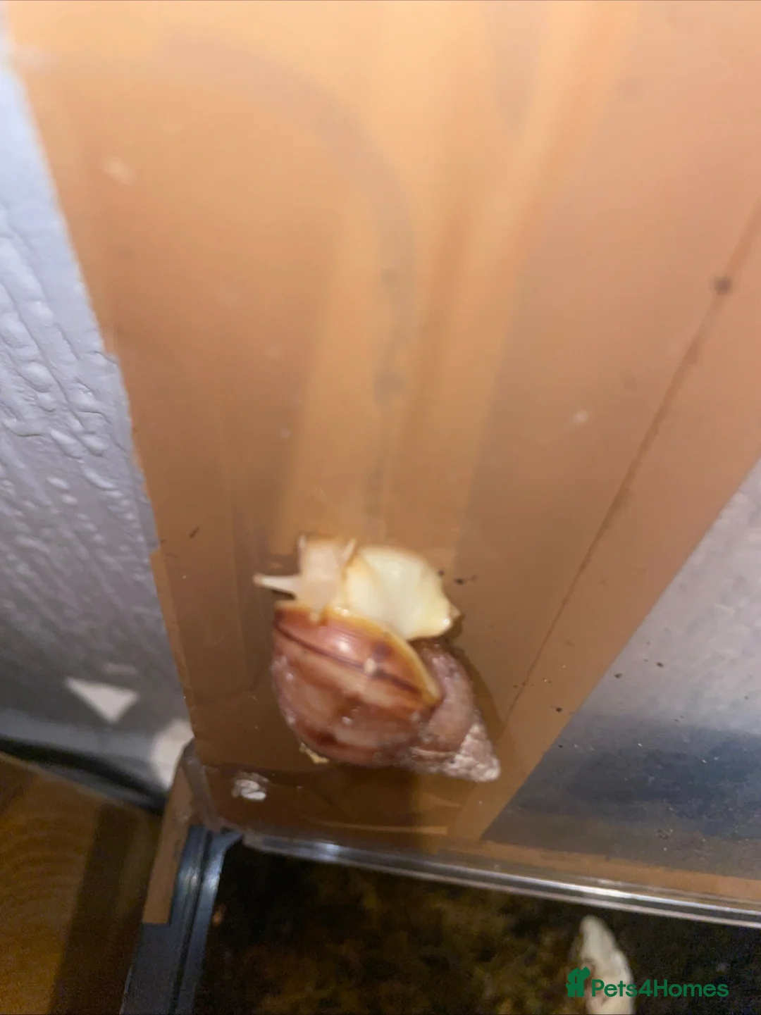 Snails invertebrates for sale: 4 giant aftican land snails 6 months £16 in Blackpool - Advert 1