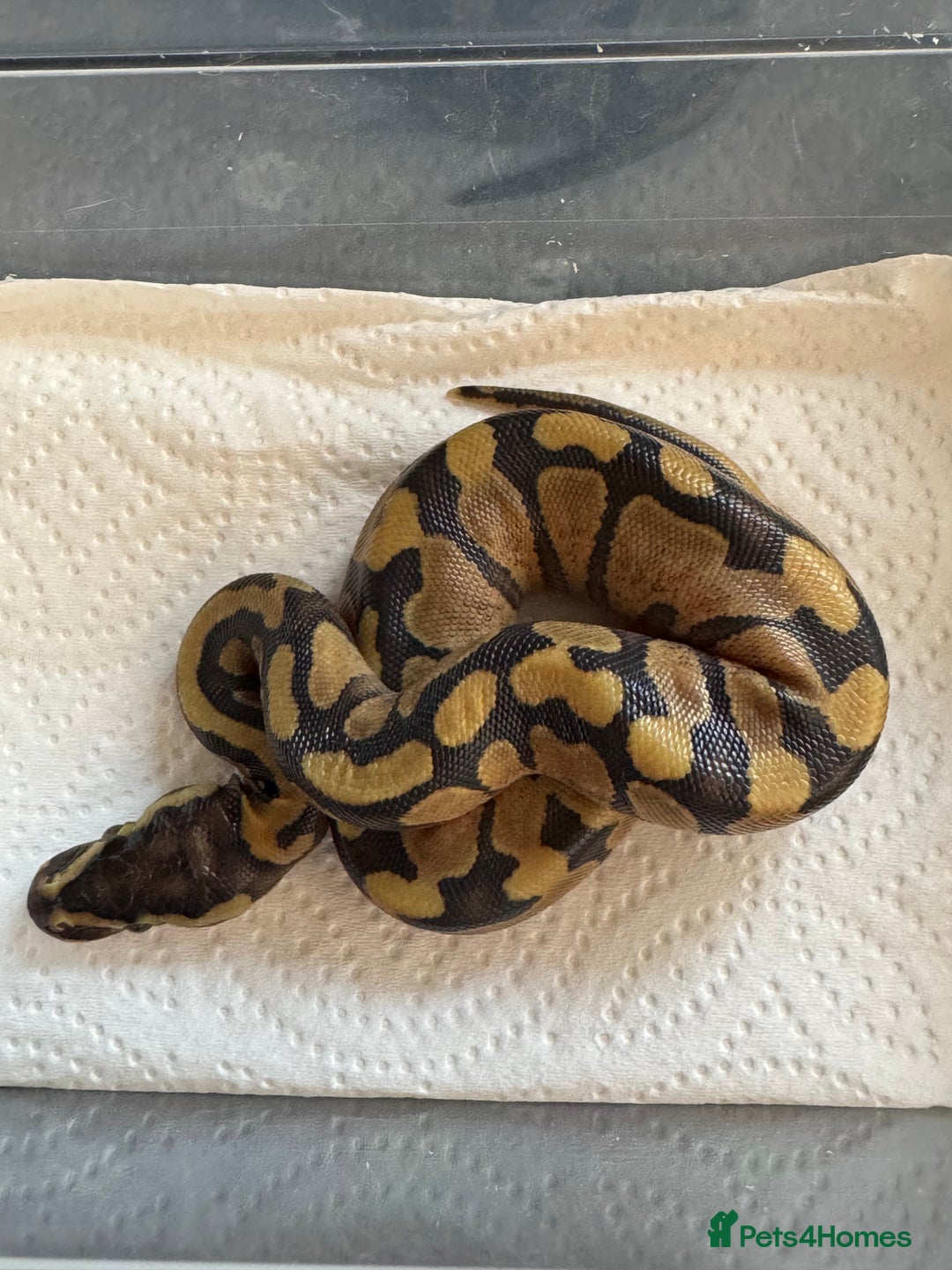 Snake reptiles for sale: 2025 royal python hatchlings ( highways)  - Image 4