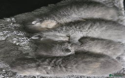British Shorthair cats for sale: Gorgeous female bsh 🩷 - Image 4