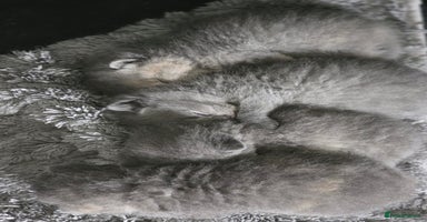 British Shorthair cats - Advert 6
