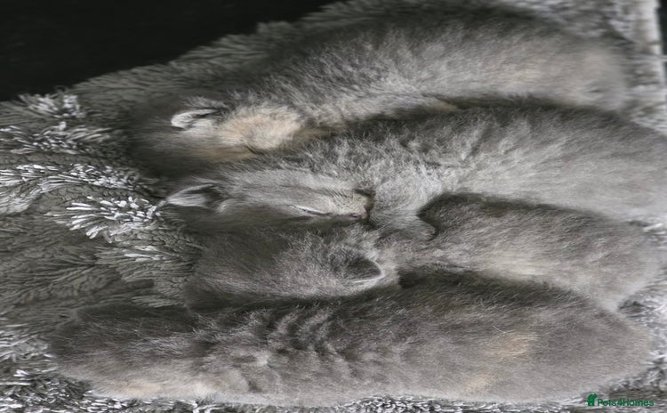 British Shorthair cats - Advert 4