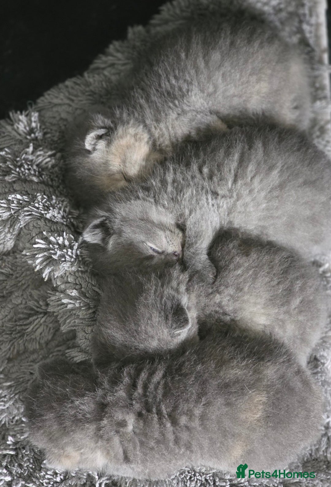 British Shorthair cats for sale: Gorgeous female bsh 🩷 - Image 4