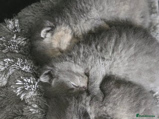 British Shorthair cats - Advert 16