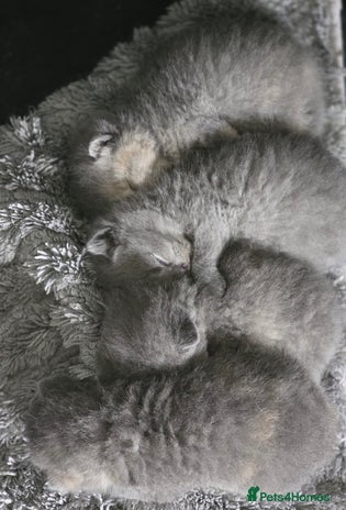 British Shorthair cats - Advert 11