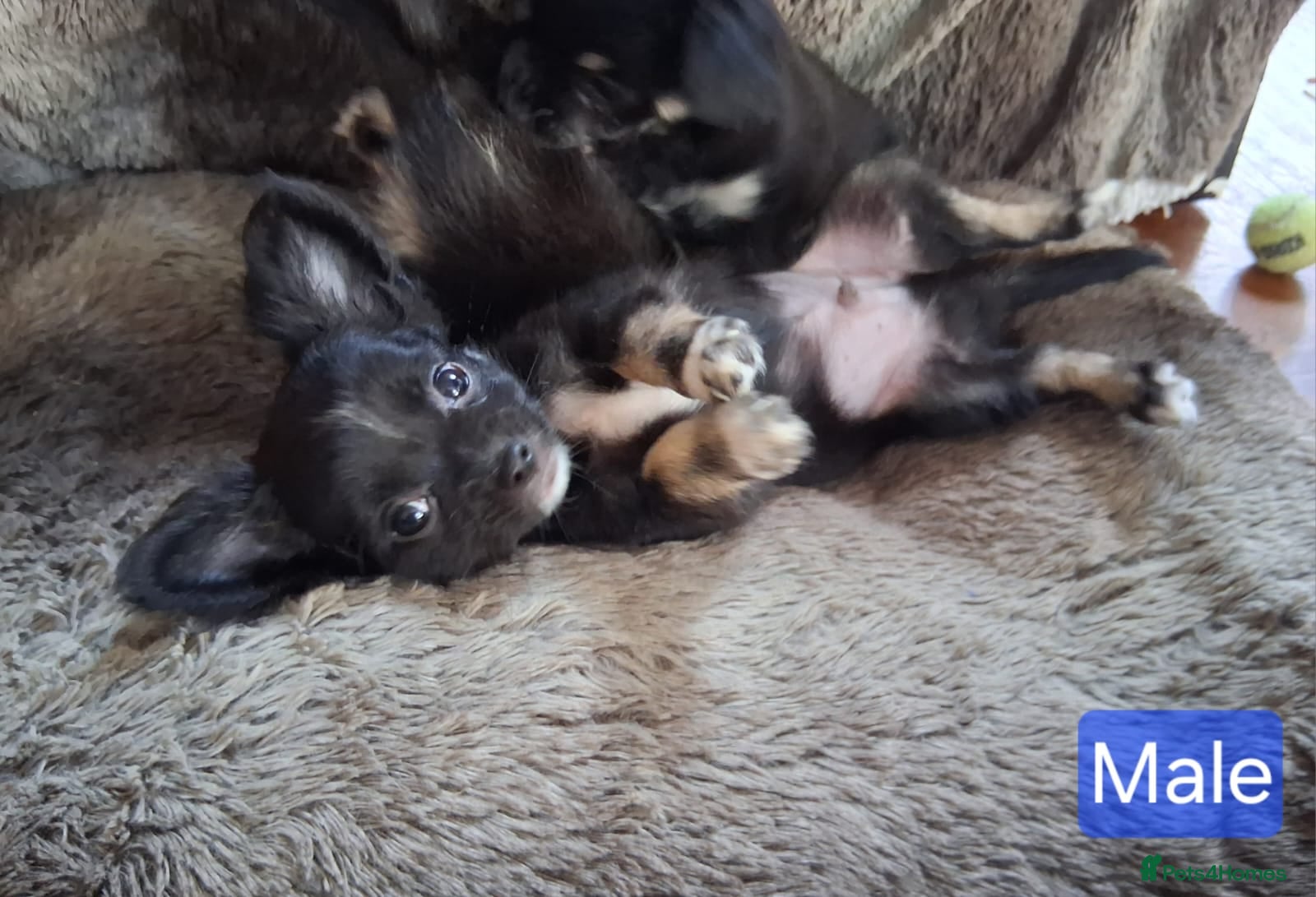 Chihuahua dogs Quality Longhair Chihuahua Puppies - Advert 2