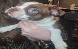 Boston Terrier dogs for sale: Blossom's Beautiful Bostons - Advert 8