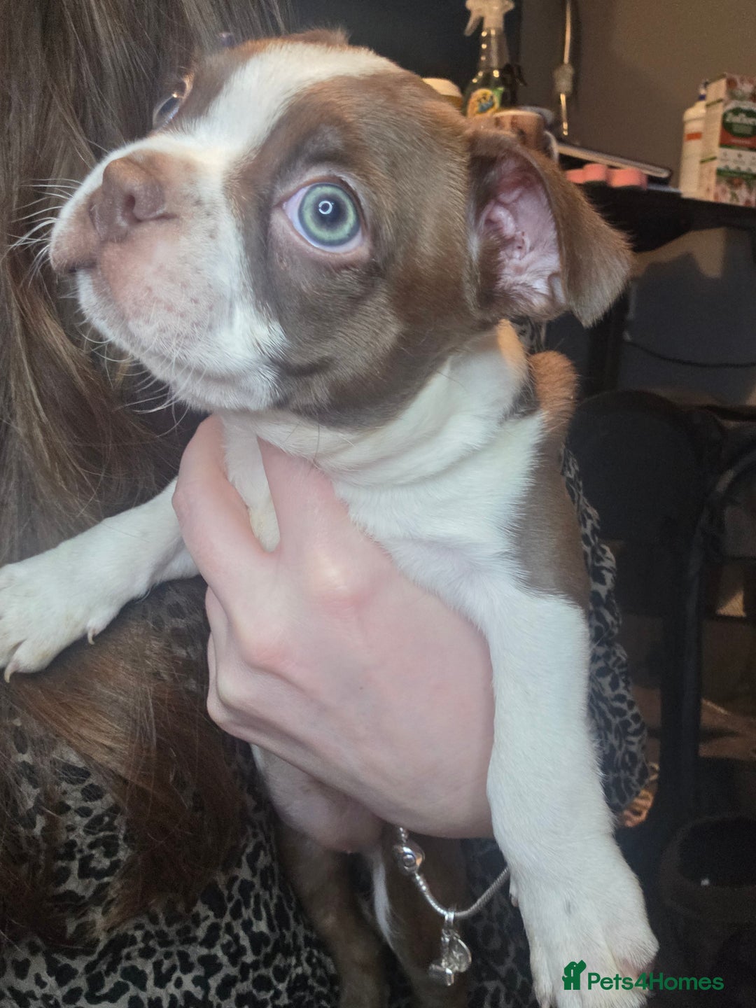 Boston Terrier dogs for sale: Blossom's Beautiful Bostons - Advert 8