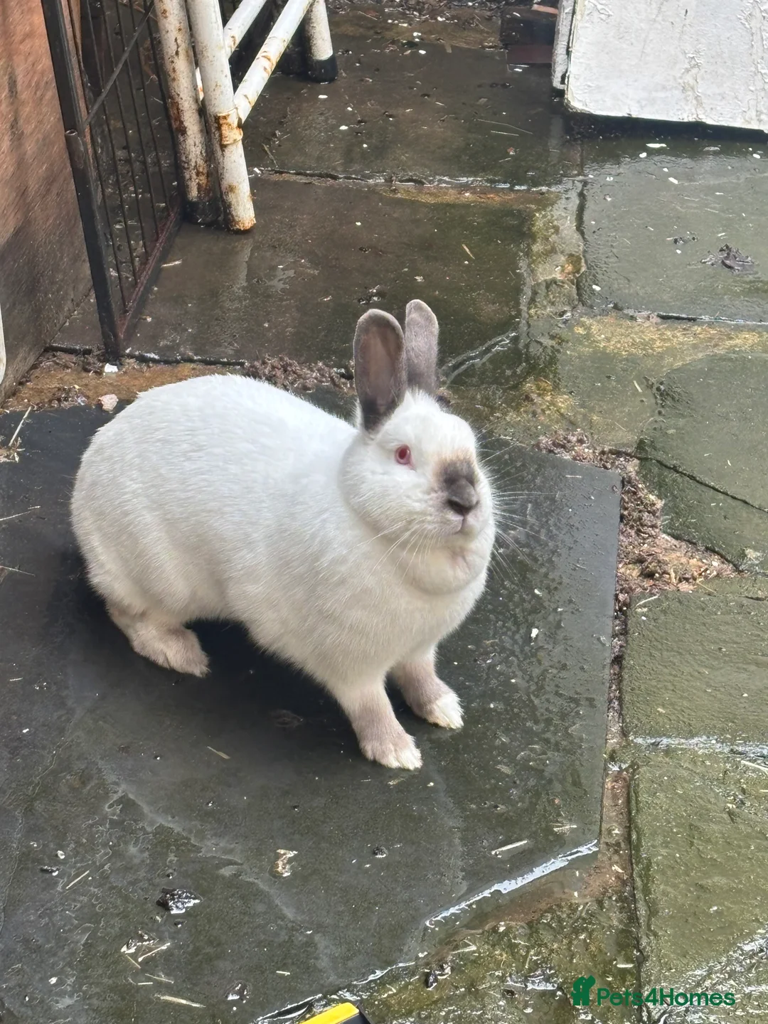Himalayan rabbits for sale: Female rabbit for sale - Advert 1