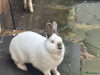 Himalayan rabbits Female rabbit for sale - Advert 1