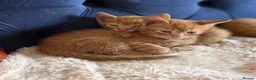 Mixed Breed cats for sale: Beautiful ginger kittens  - Advert 4