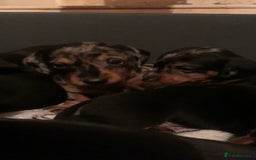 Dachshund dogs for sale: Beautiful Litter Standard Smooth Dachshunds - Advert 3
