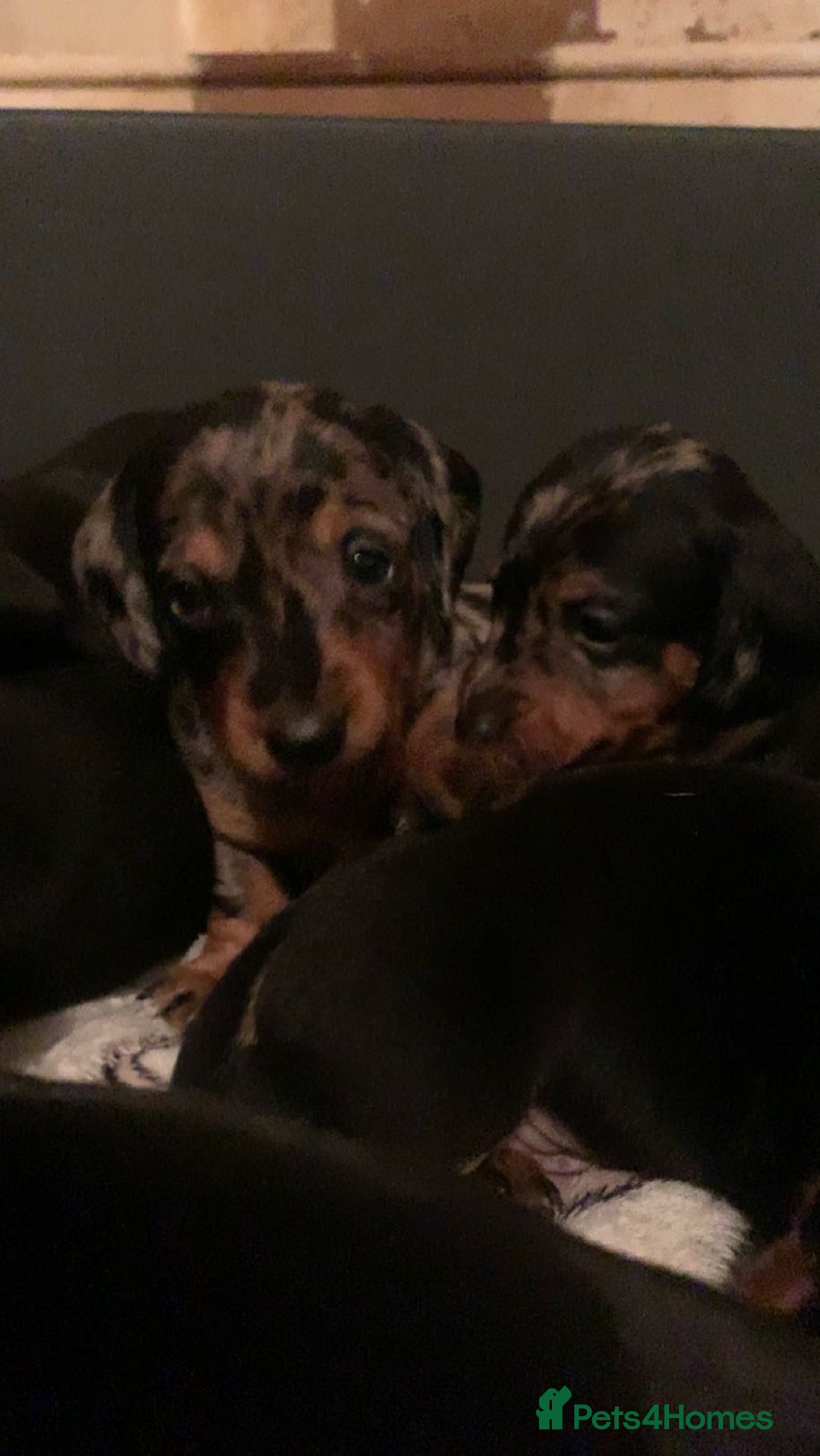 Dachshund dogs for sale: Beautiful Litter Standard Smooth Dachshunds - Advert 3