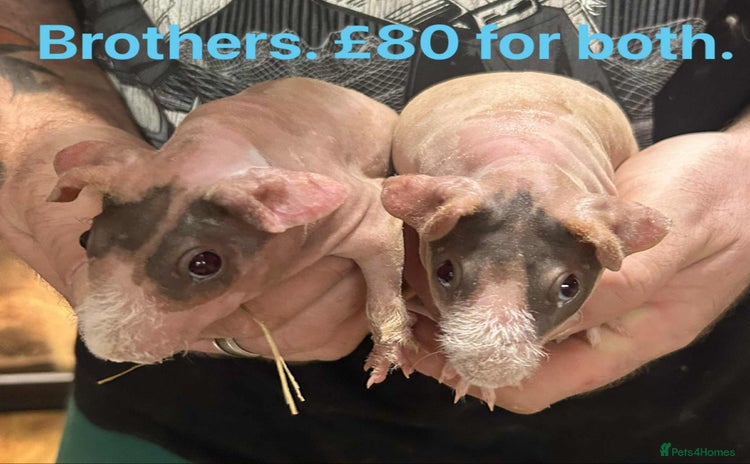 Guinea Pig rodents - Advert 1