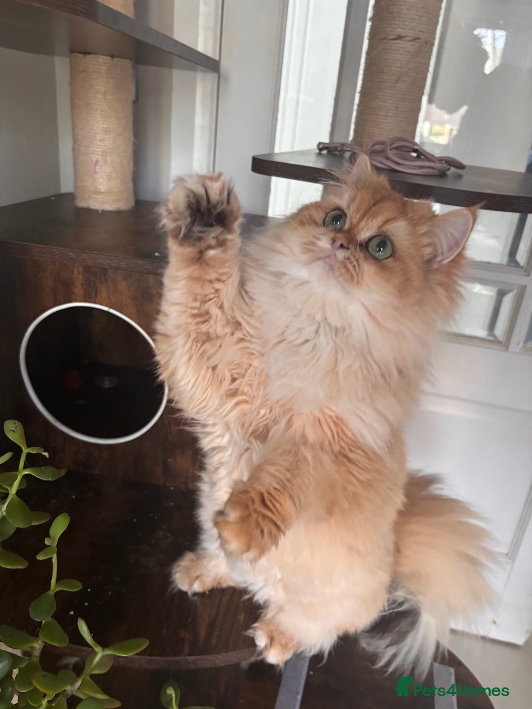 British Longhair cats for sale: Stunning Golden British long hair  - Image 3