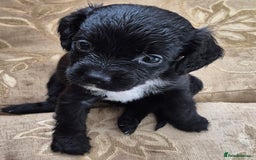 Mixed Breed dogs for sale: 6 very loved puppies - Image 7