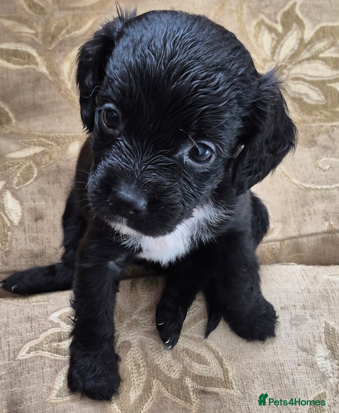 Mixed Breed dogs for sale: 6 very loved puppies - Image 7