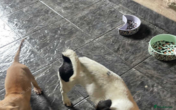 Jack Russell dogs for sale: 8 weeks remaining blue merle jack russells - Image 4