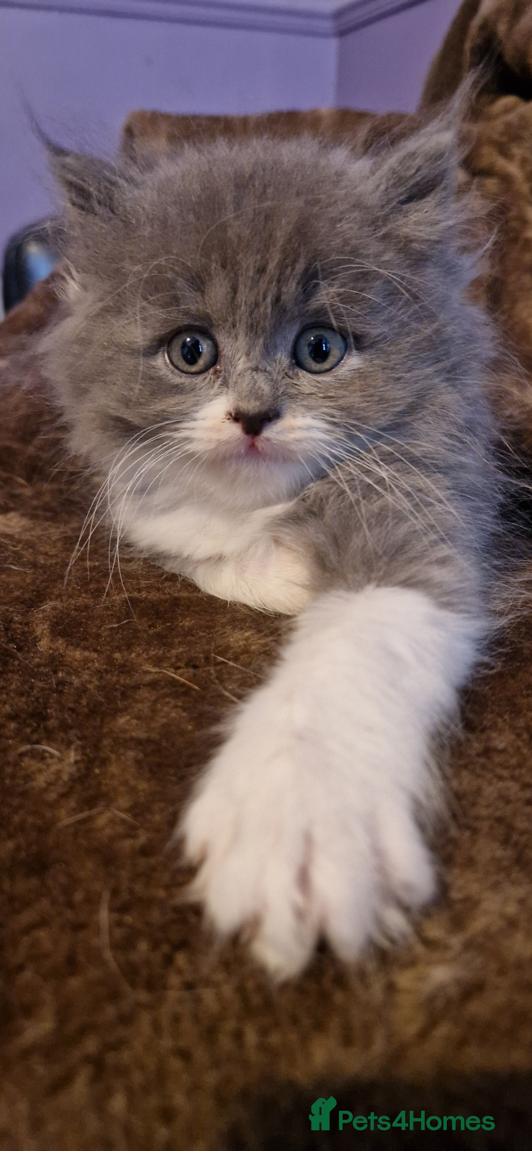 Persian cats Persian Kittens - Advert 4