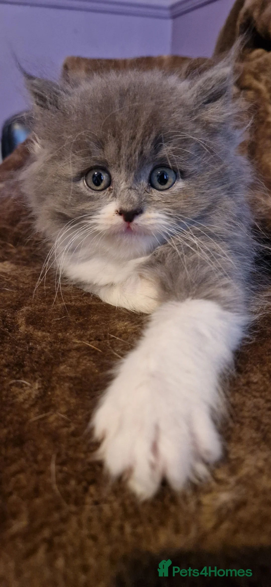 Persian cats for sale: Persian Kittens - Advert 15