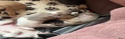 Whippet dogs for sale: magical whippets - Advert 10