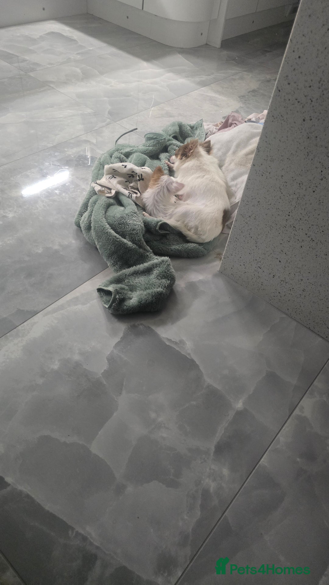 Chihuahua dogs for sale:  **  chihuahua - Advert 5