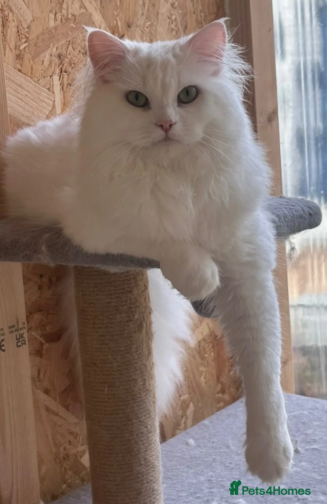 Mixed Breed cats for sale: Beautiful Maine coon x Persian boy  - Advert 2