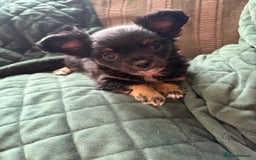 Chihuahua dogs for sale: Tiny Stunning Fluffy Chihuahua Puppy - Image 2