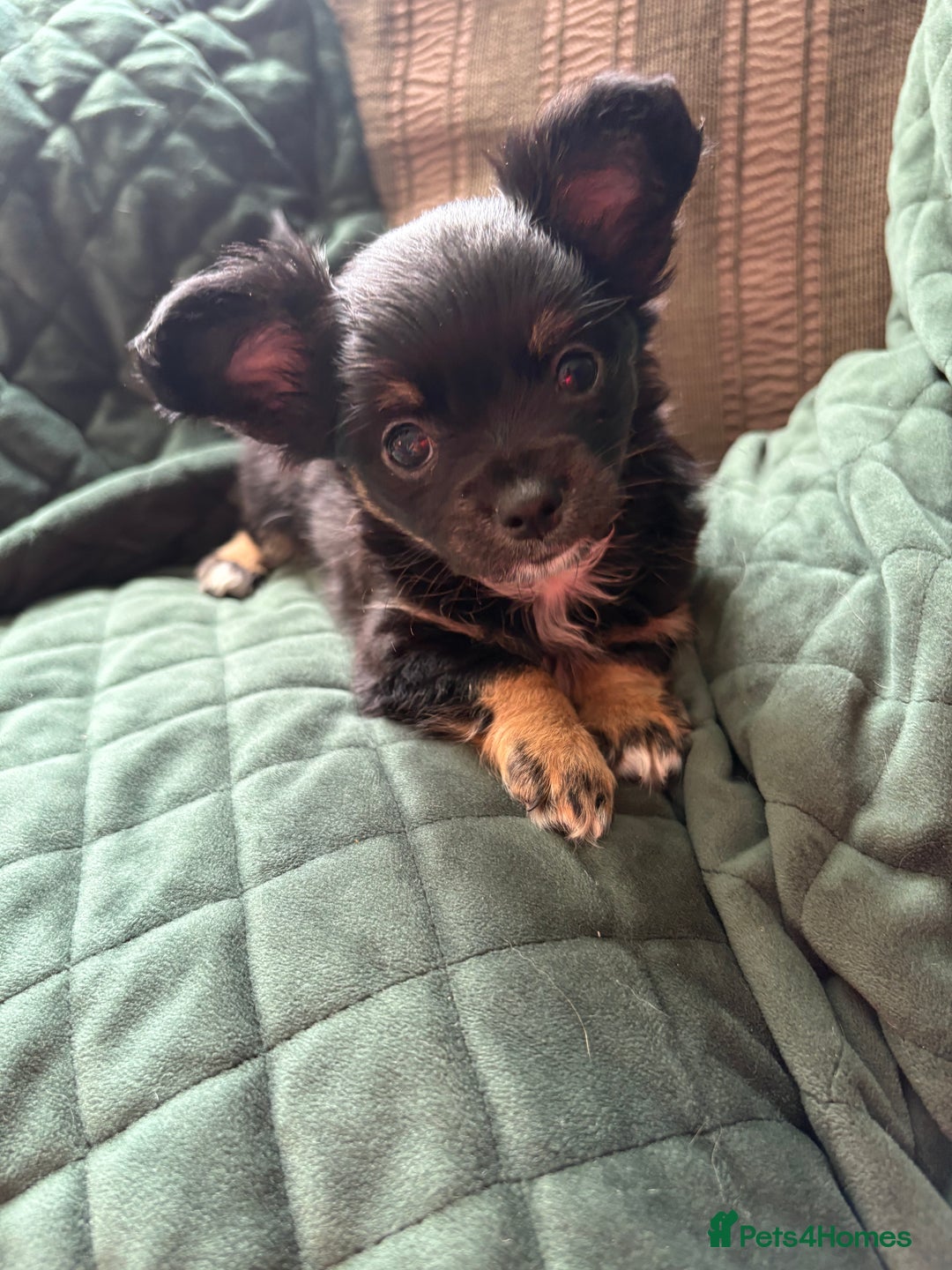 Chihuahua dogs for sale: Tiny Stunning Fluffy Chihuahua Puppy - Image 2