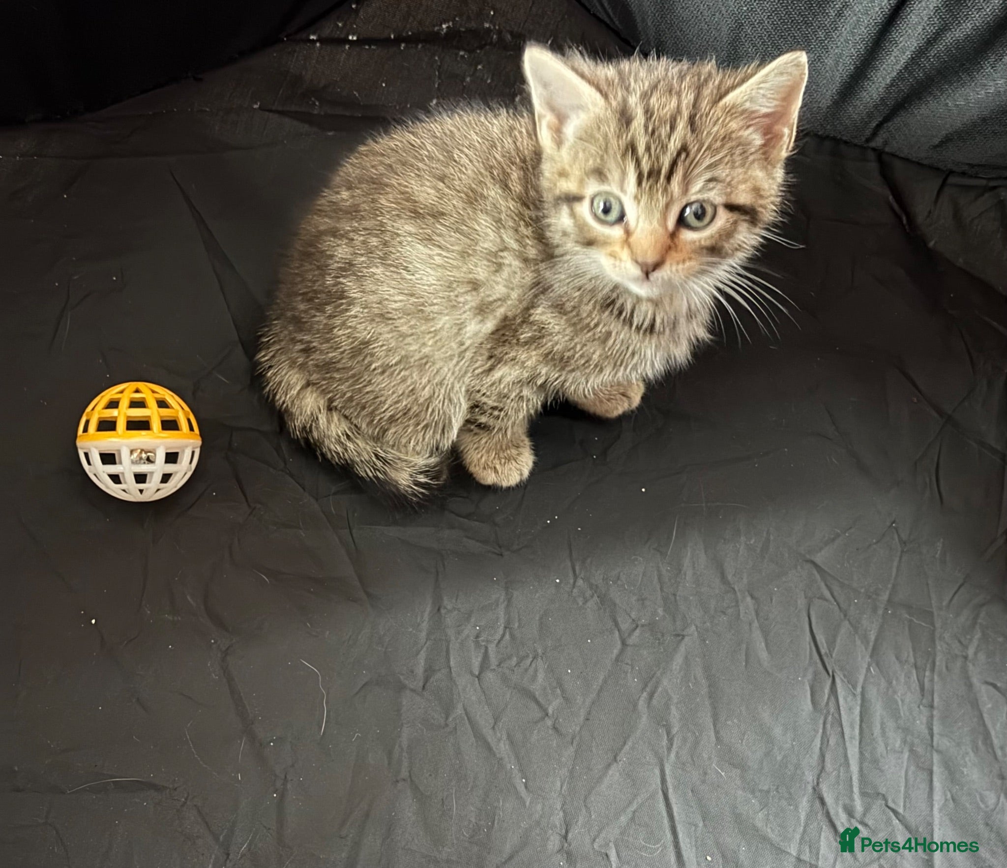 Mixed Breed cats Cheeky Whiskers Kittens Available  - Advert 2