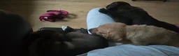 Mixed Breed dogs for sale: Tibetan Mastiff Crossbreed Pups - Advert 29