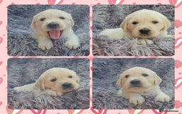Golden Retriever dogs for sale: 9 KC registered, from imported lines puppies  - Image 34