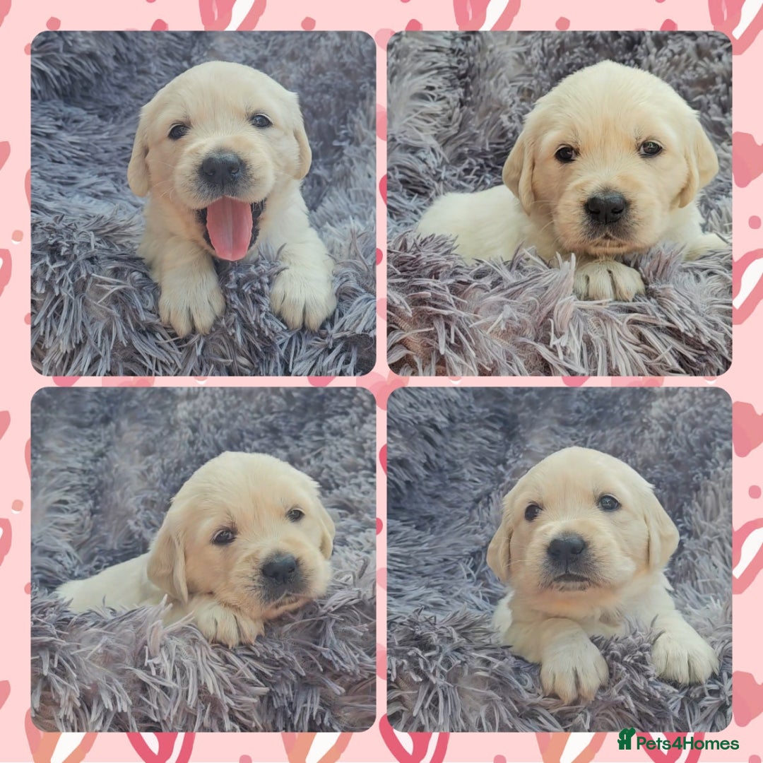Golden Retriever dogs for sale: 9 KC registered, from imported lines puppies  - Image 34