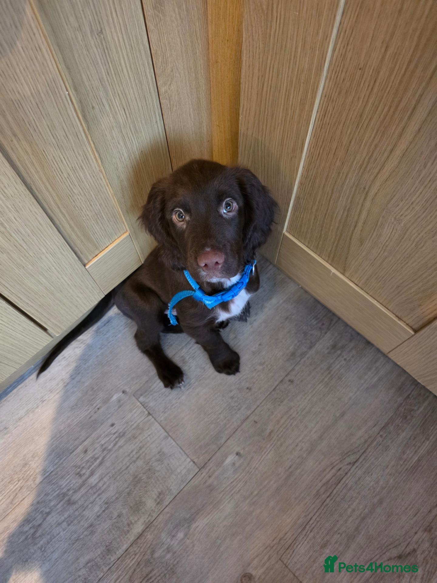 Sprocker dogs for sale: Male sprocker  - Advert 1