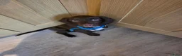Sprocker dogs for sale: Male sprocker  - Advert 1
