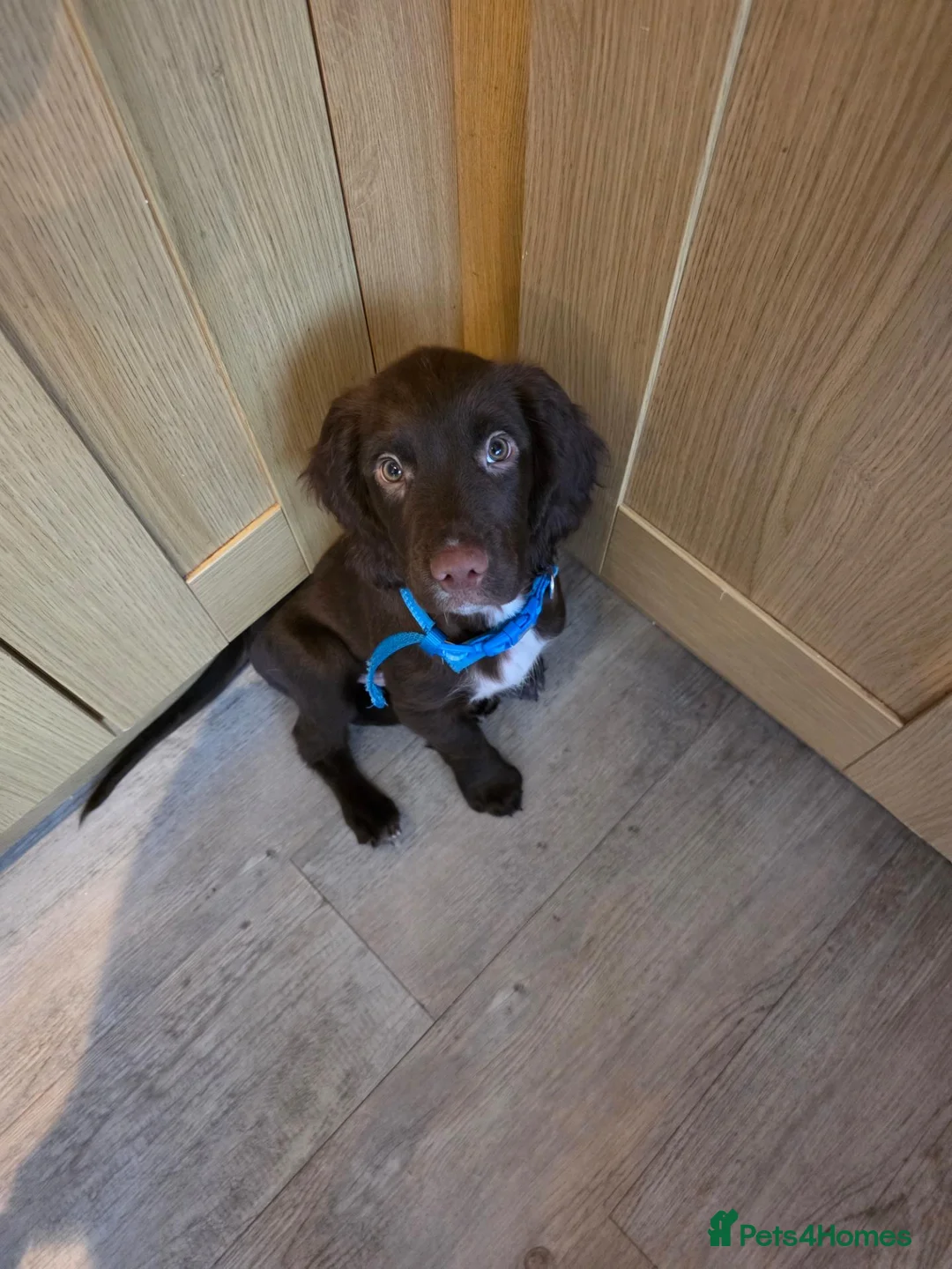 Sprocker dogs for sale: Male sprocker  - Advert 1