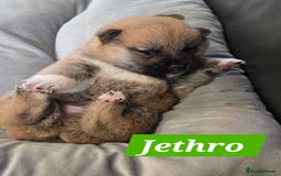 Japanese Shiba Inu dogs for sale: Beautiful Shiba - Image 7