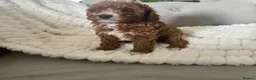 Cavapoo dogs for sale: Stunning  health tested Cavapoo puppies  - Advert 8