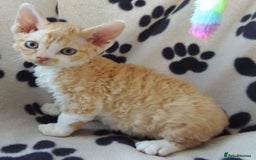 Devon Rex cats for sale: Beautiful Devon Rex Kittens - GCCF registered - Image 22