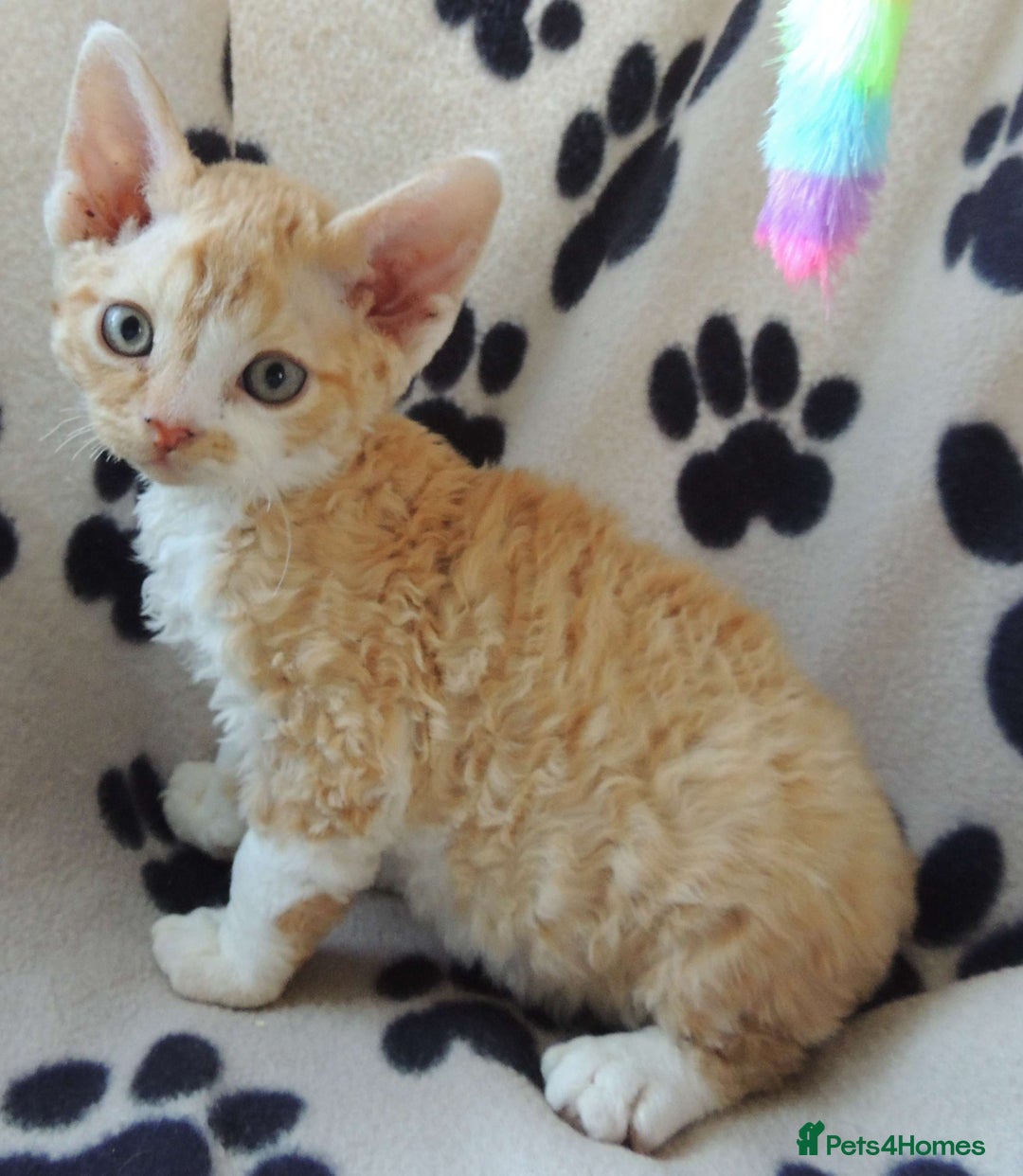Devon Rex cats for sale: Beautiful Devon Rex Kittens - GCCF registered - Image 22
