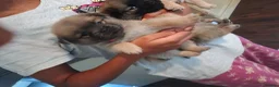 Mixed Breed dogs for sale: Chugs  in Tipton - Advert 6