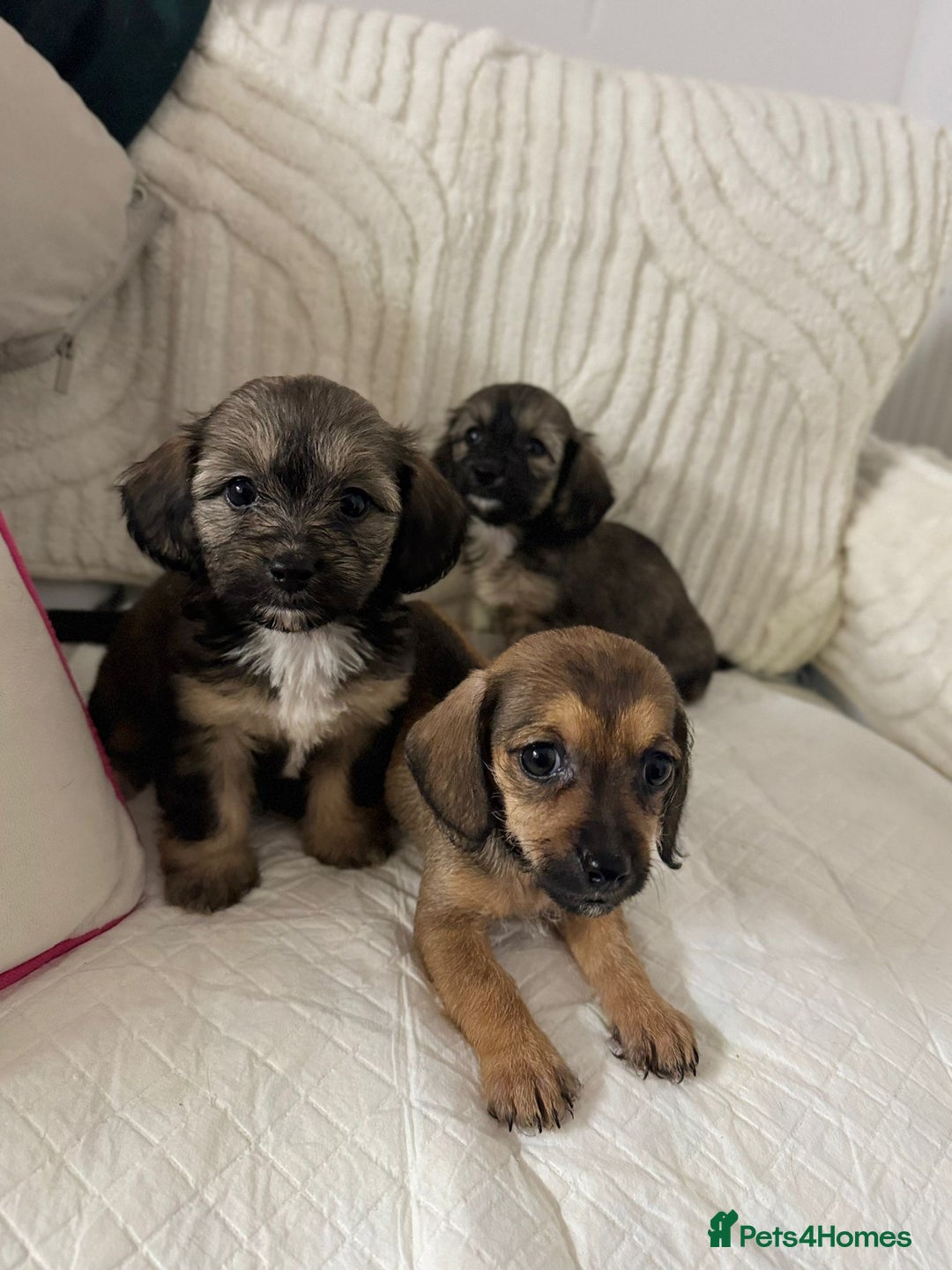 Mixed Breed dogs for sale: 6 Beautiful Daxichons - Advert 15